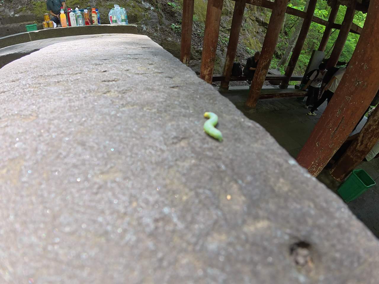 岩石上的毛毛虫