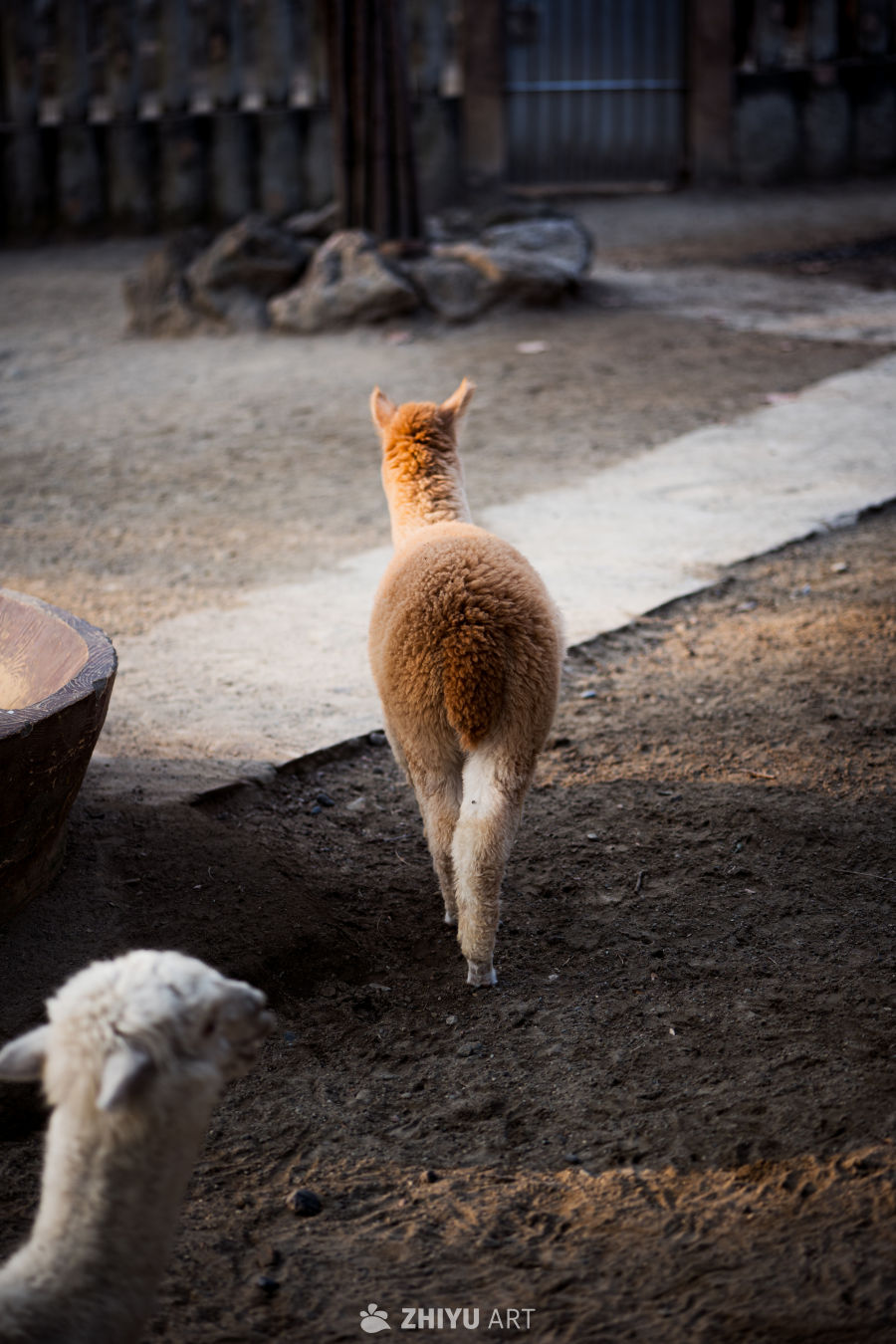 动物园里有什么？