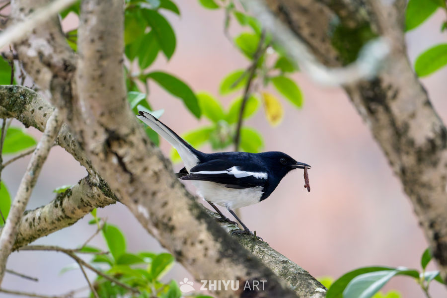 喜鹊衔虫栖枝头