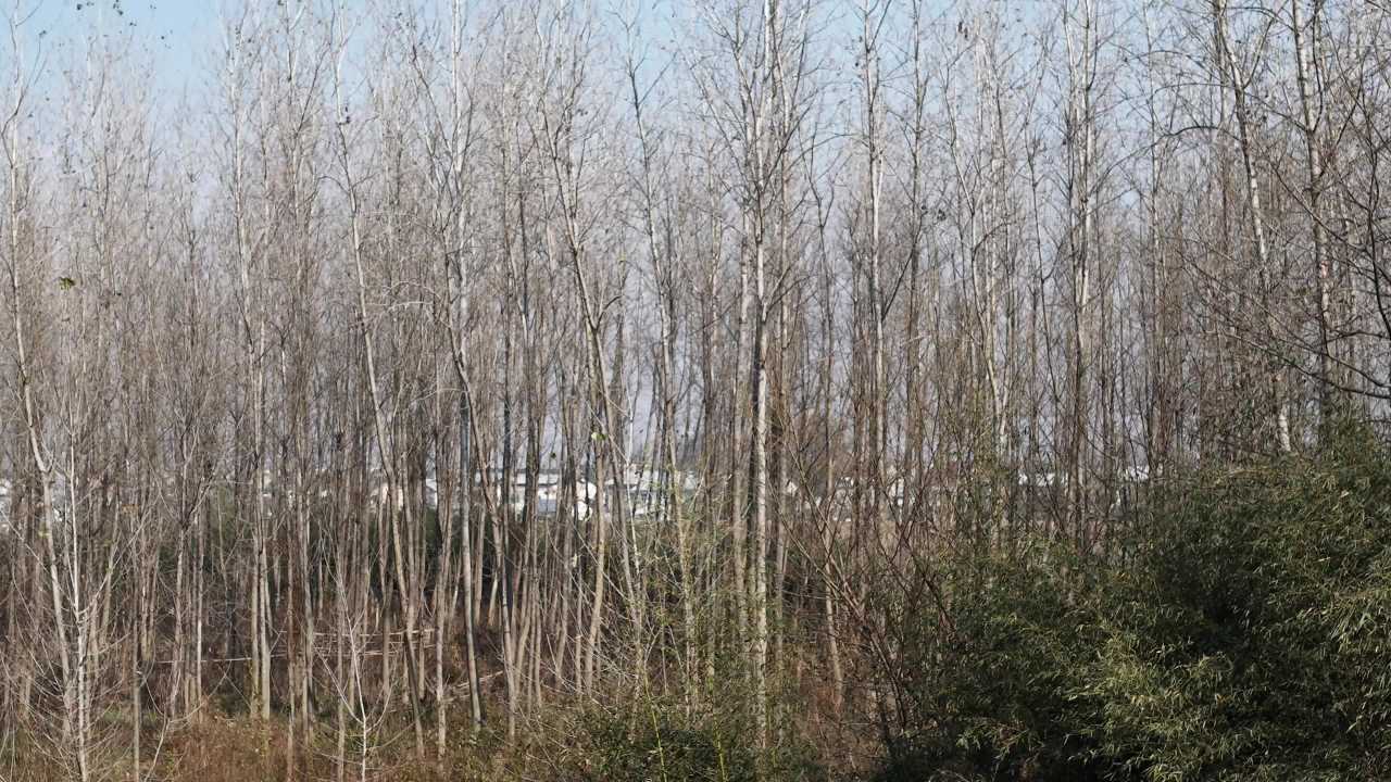冬日森林静谧景