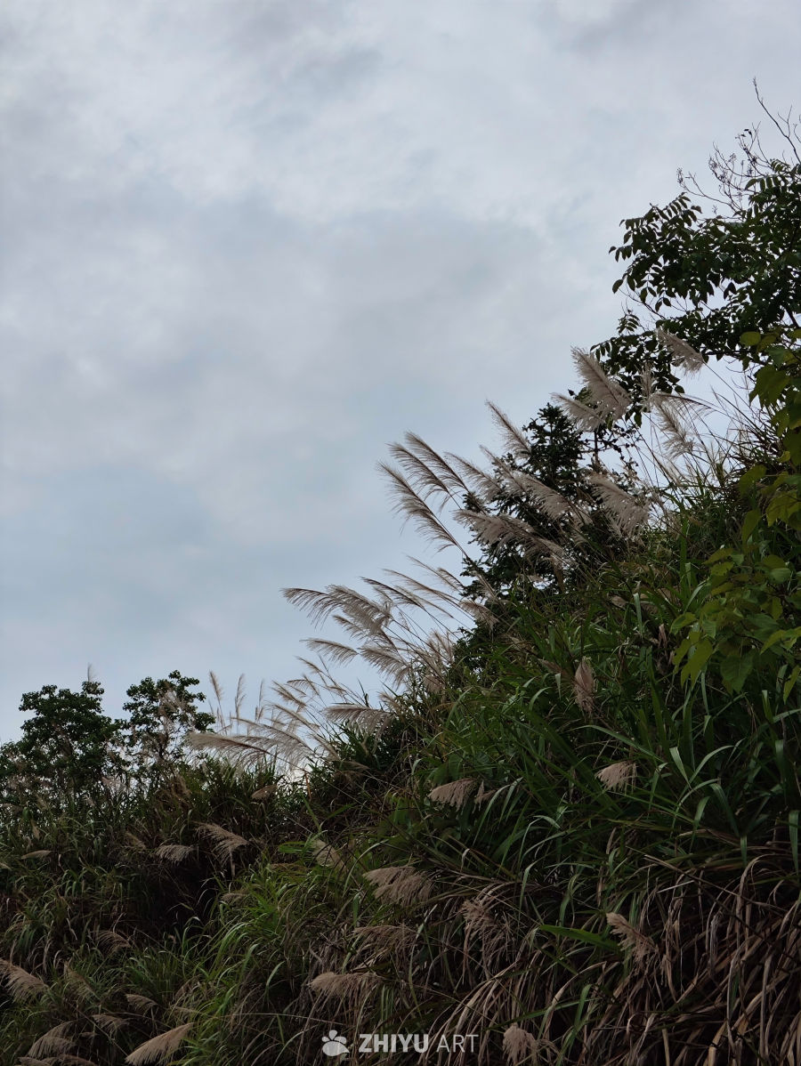 风吹芦苇静谧景