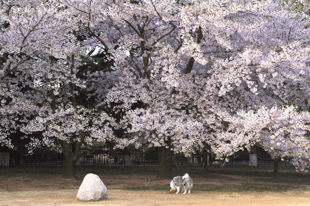 樱花树下