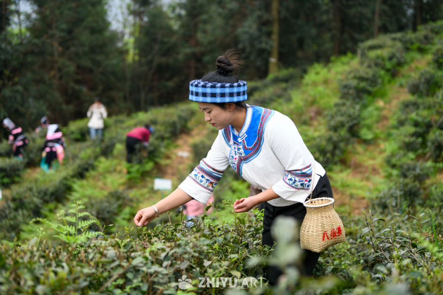 少数民族茶山采茶 8