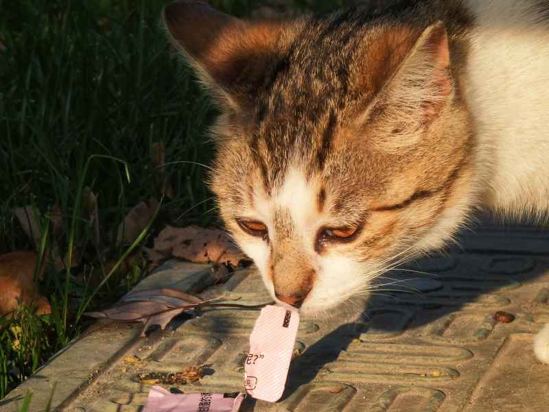 傍晚准备吃猫条的猫咪