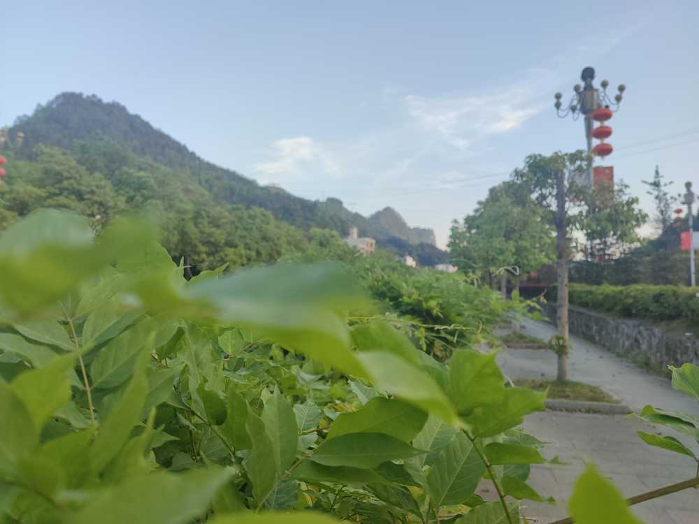春天的一抹绿