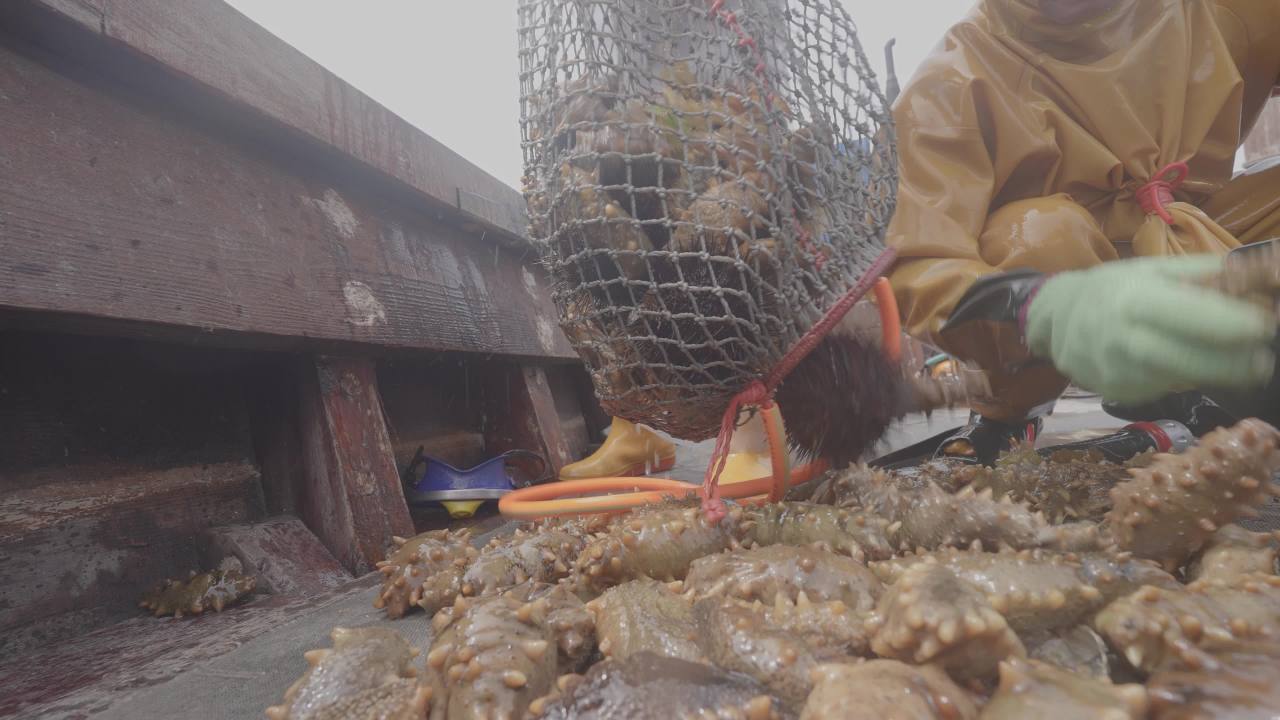 海参捕捞与渔民潜水作业