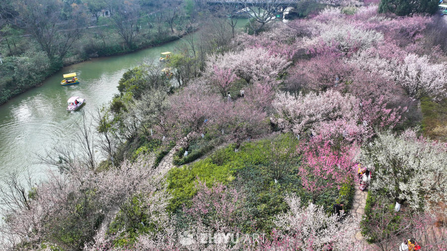 盛开的梅花  大美自然风景 6