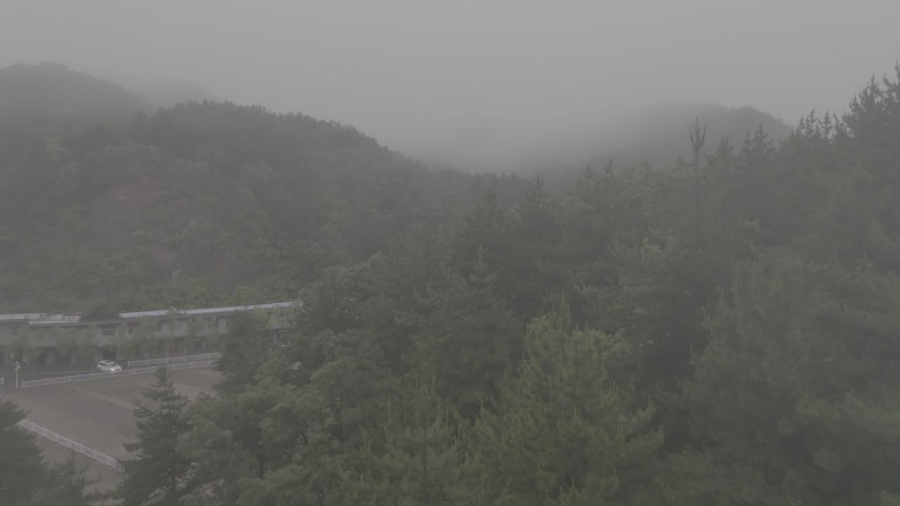雾中森林