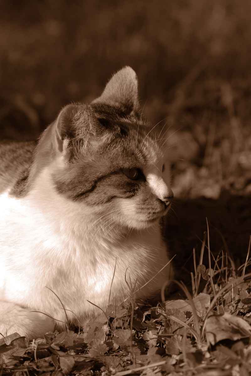 猫猫 7