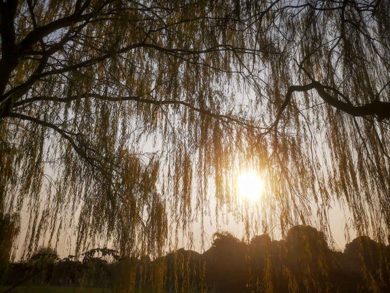 植物垂柳柳树摄影图 