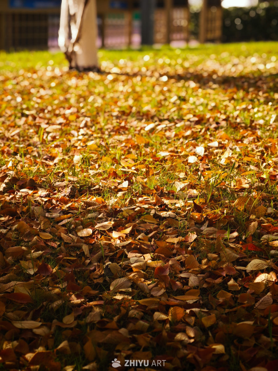 秋日阳光下的落叶