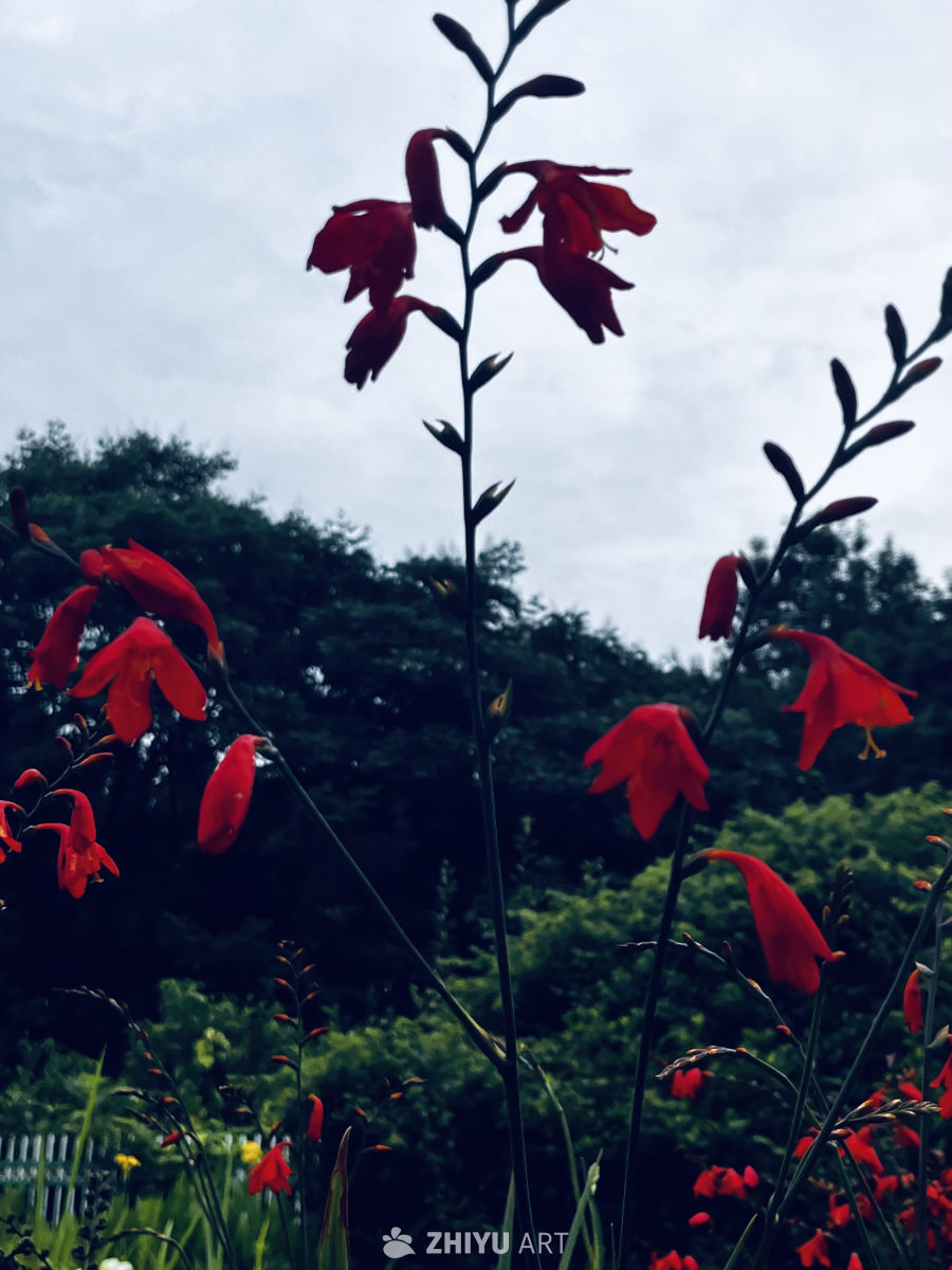 红花绿意阴天景