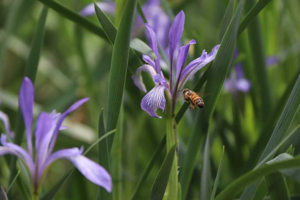 初春紫色花朵蜜蜂采蜜