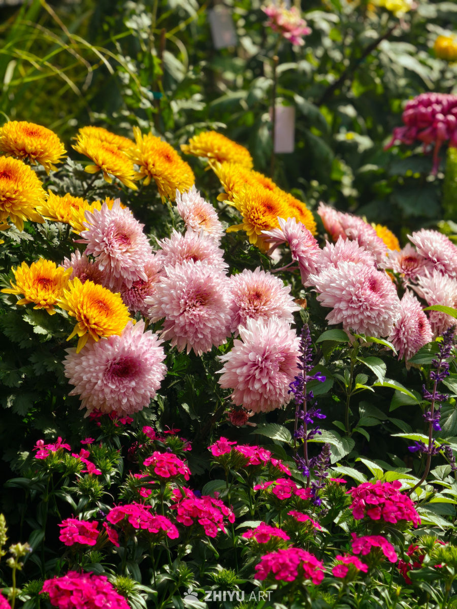 五彩斑斓的花园花海
