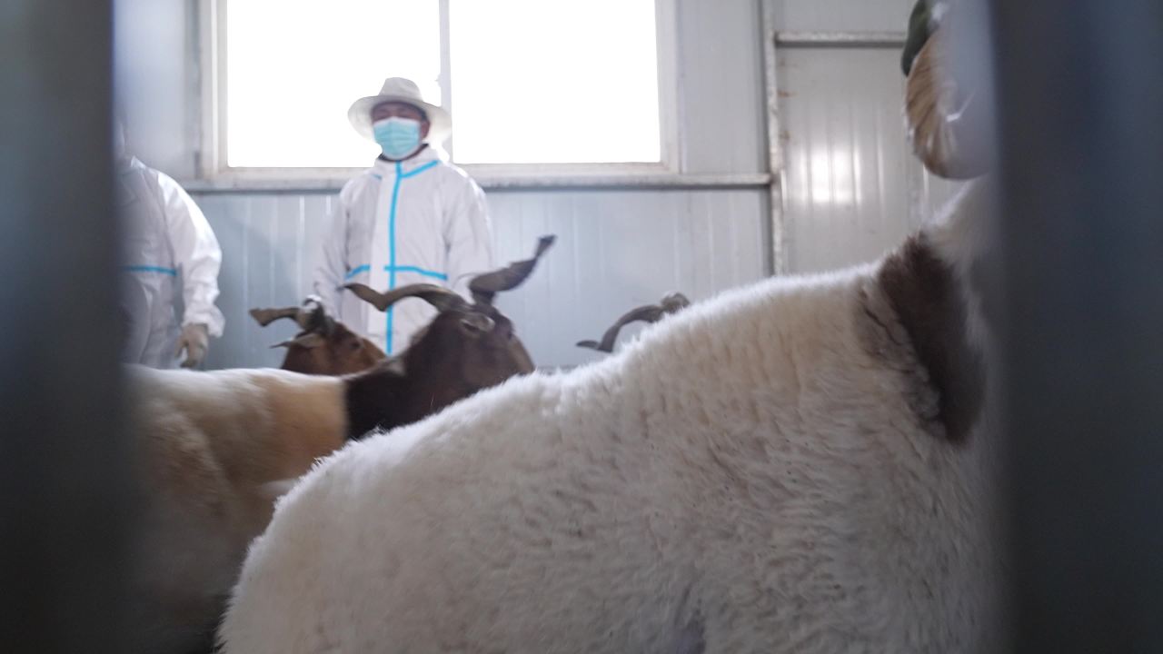 山羊养殖防疫工作