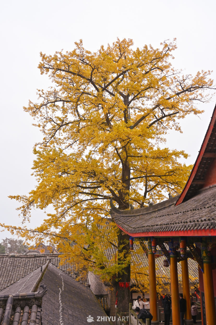 山寺银杏染秋黄
