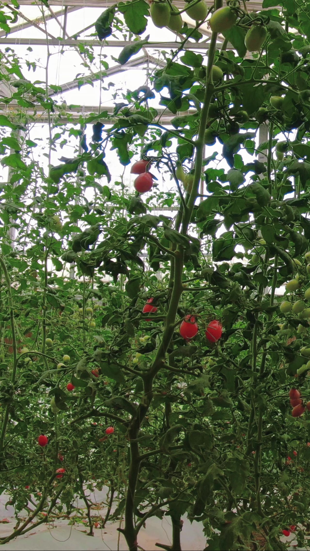  现代农业西红柿蔬菜种植竖屏 