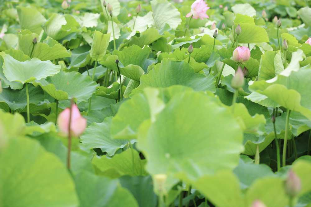 荷花荷叶池塘
