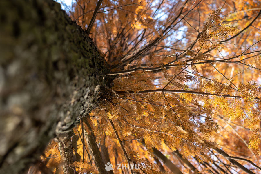 枝桠间的暖光，是秋的信笺