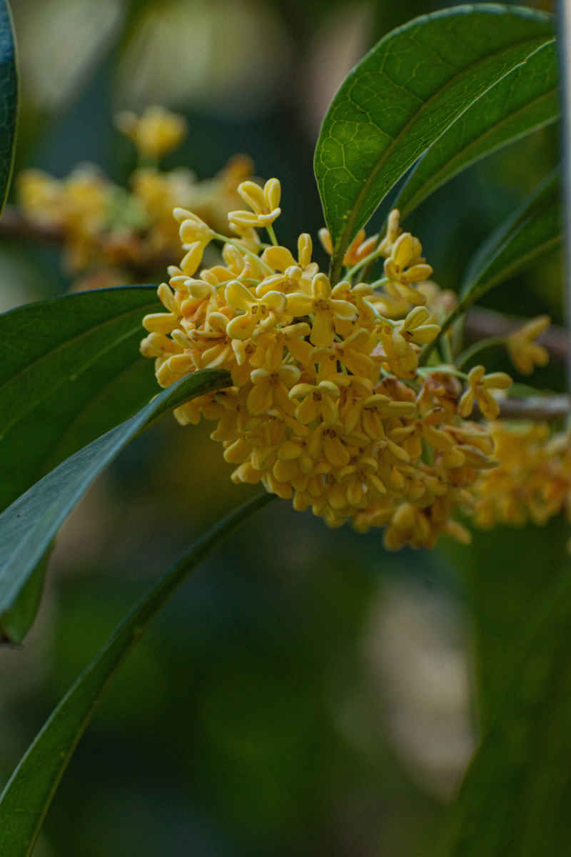 四川绵阳桂花、金桂特写 6