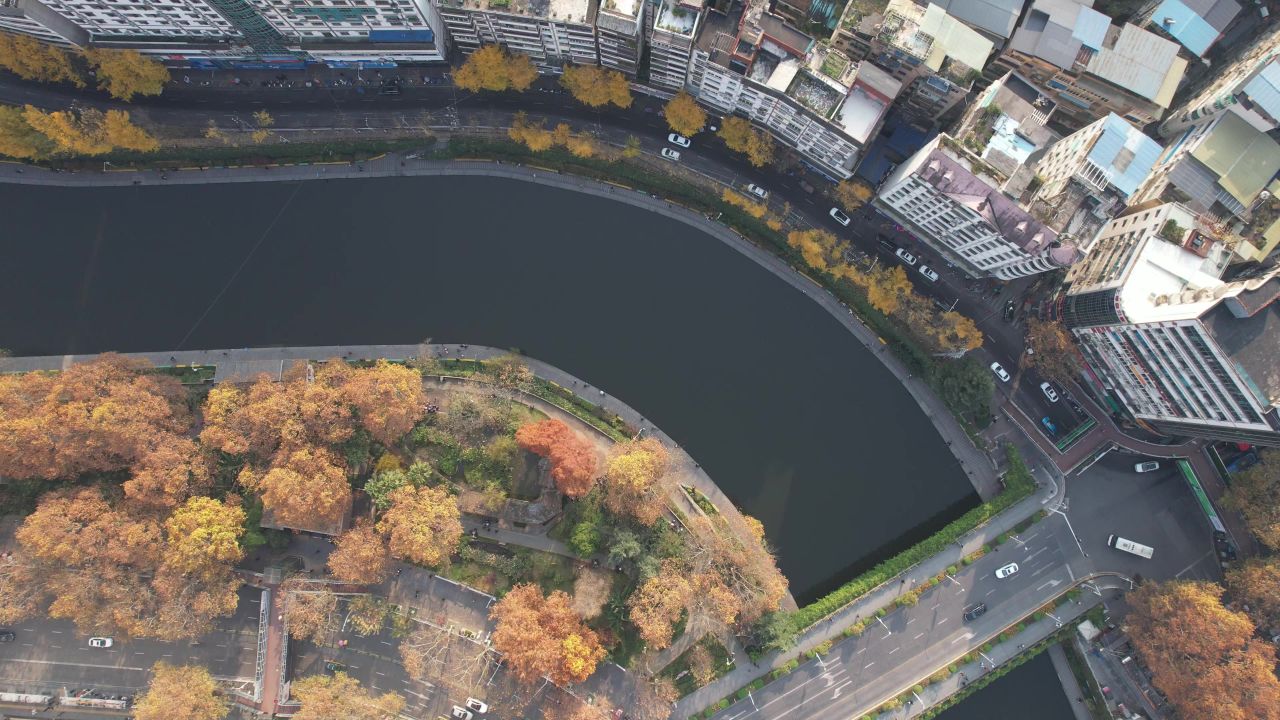 秋天枯黄树枝树叶植物森林城市秋天航拍 