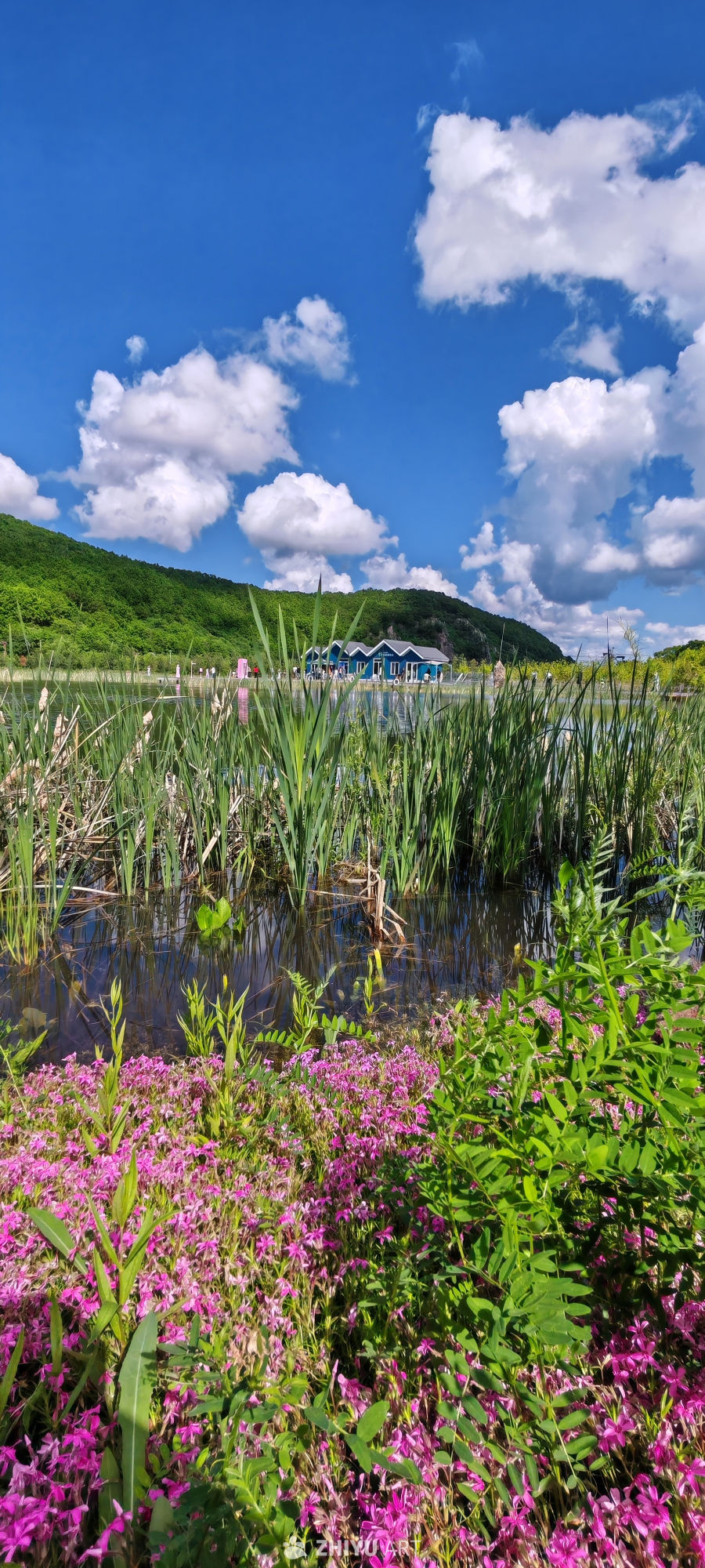 绿山浸波 花岸春水