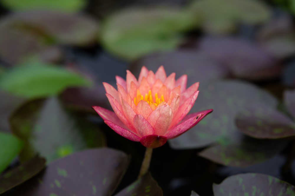 粉色睡莲