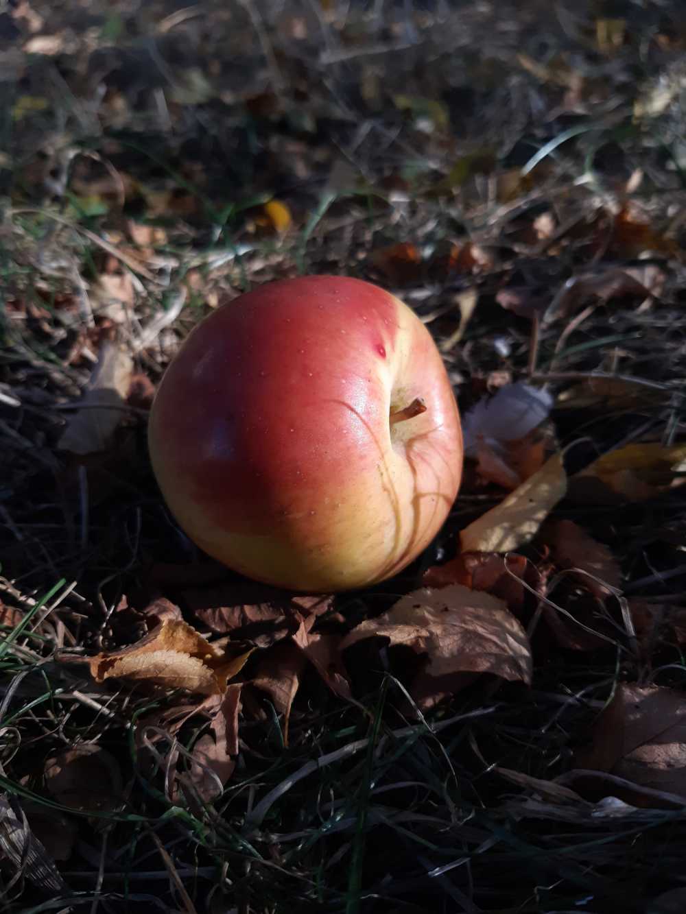 苹果秋秋天多彩