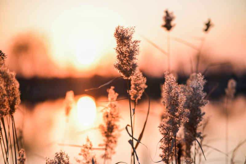 夕阳下金黄色的芦苇