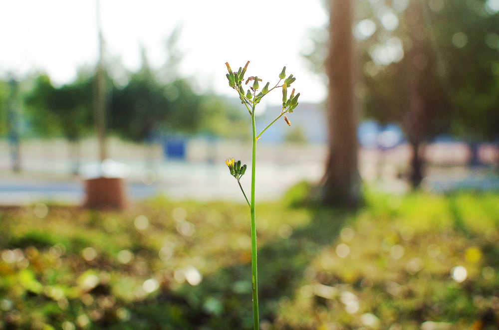 草本植物 黄鹌菜