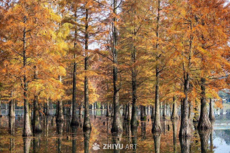 落羽杉水杉林的秋季景观