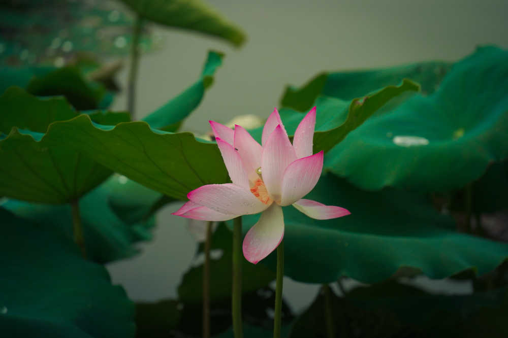 荷花