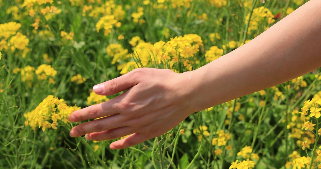 实拍手摸油菜花