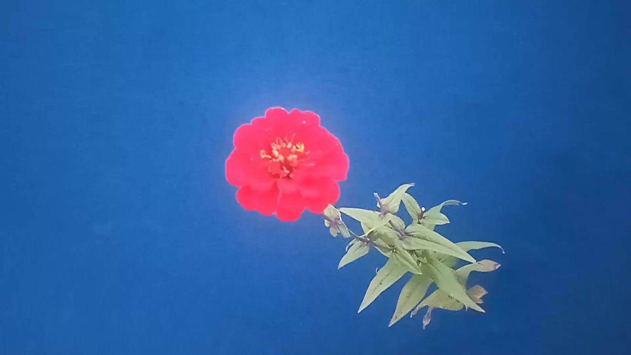 固定镜头一枝花蓝屏抠像，红花绿叶蓝布背景