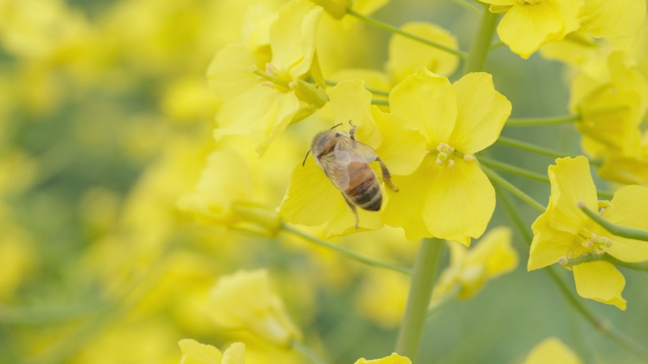 春天农村油菜花海蜜蜂采蜜 28