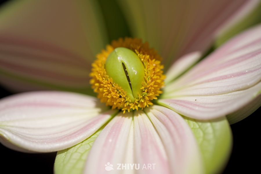花 42