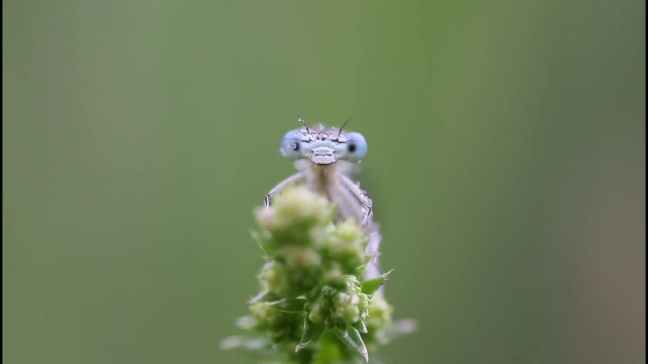 蜻蜓弹簧蜻蜓露珠