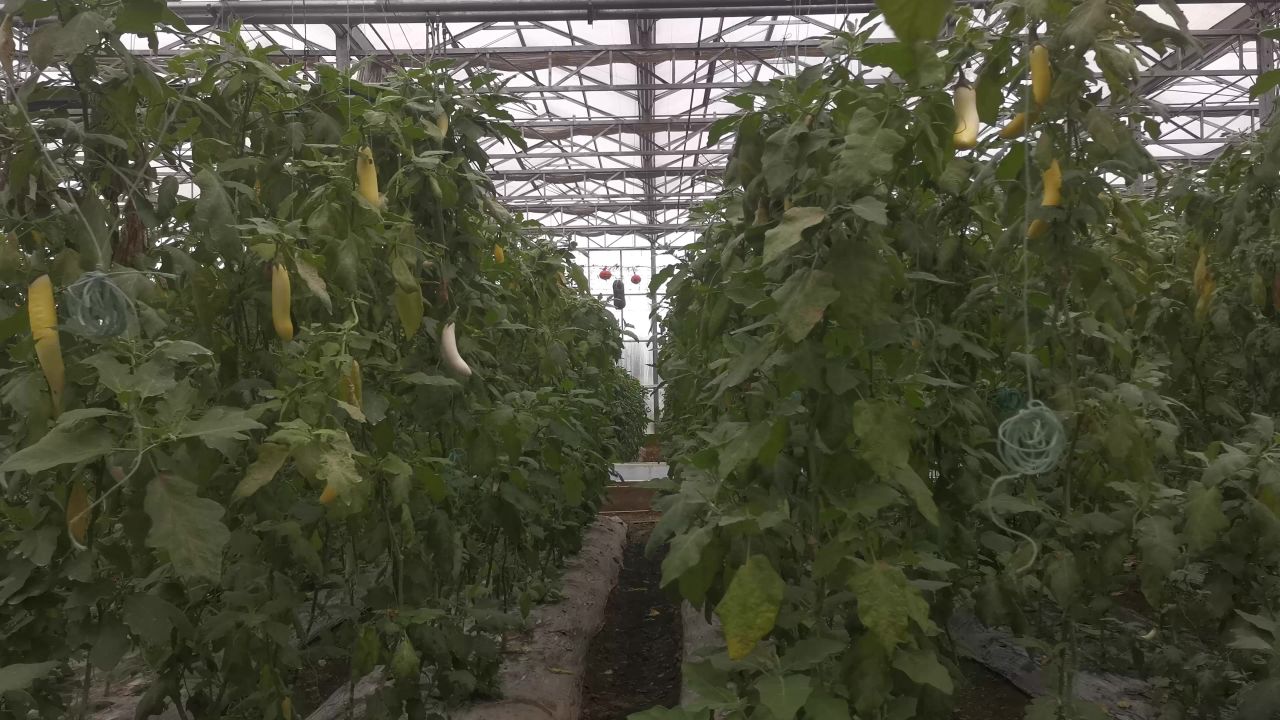 现代农业大鹏蔬菜种植基地实拍