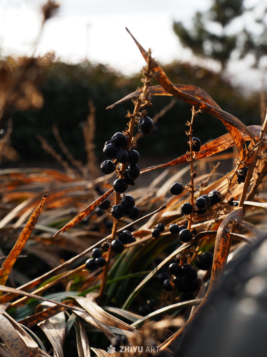 秋日黑果与枯叶