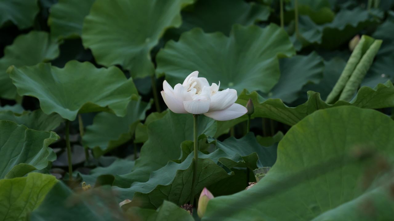 荷花 48