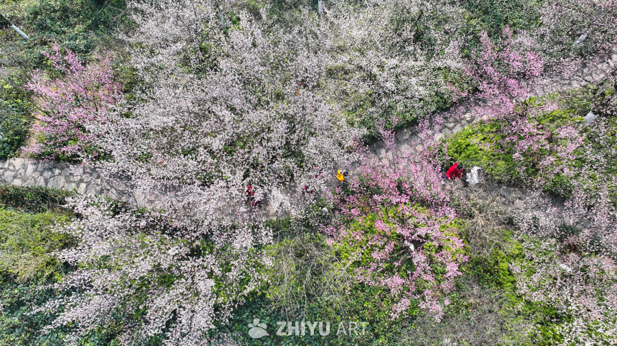 盛开的梅花  大美自然风景 1