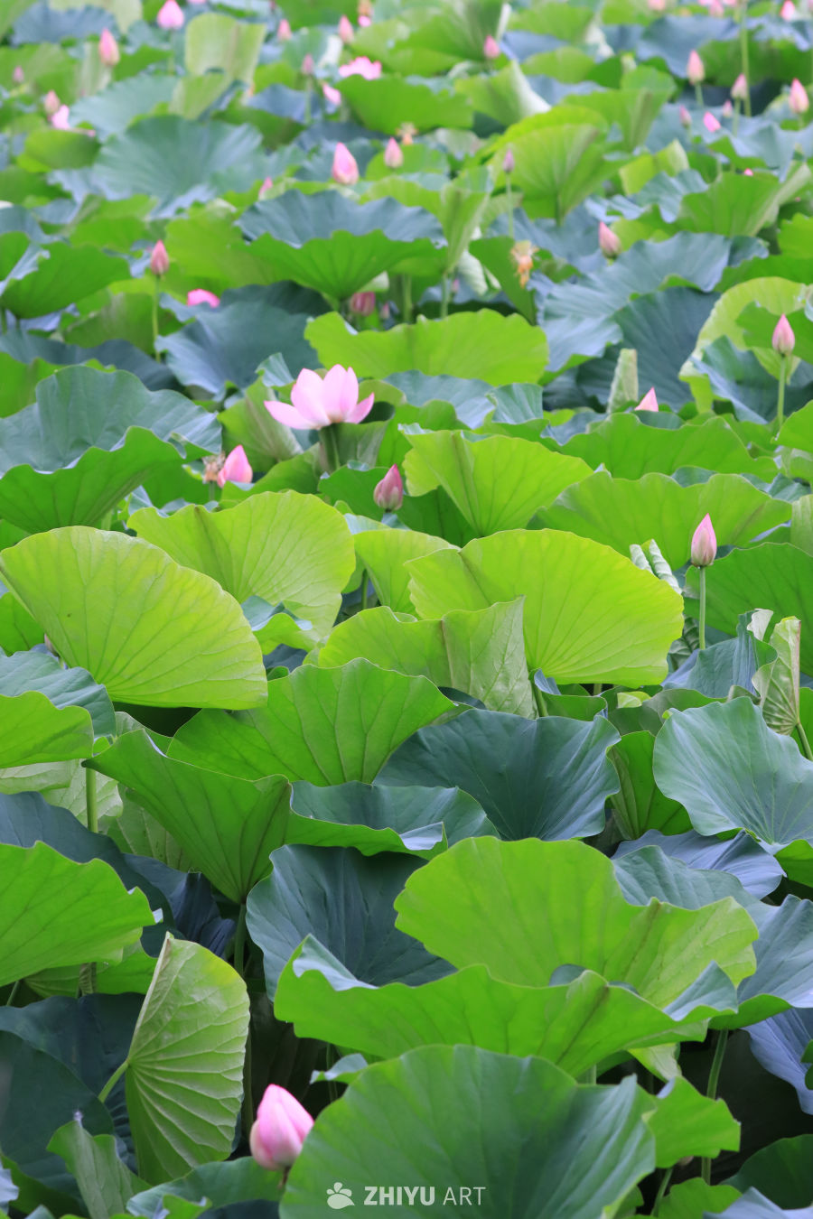 荷花 132