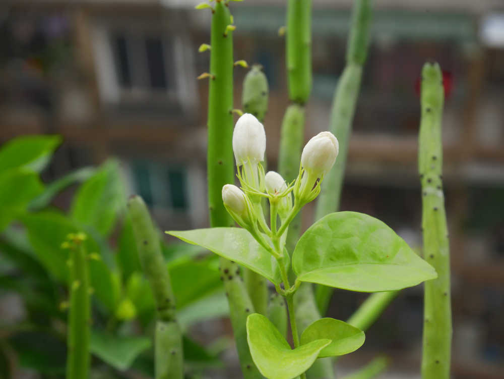 含苞的茉莉花