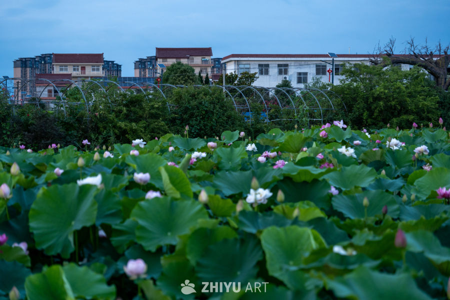 荷花 30