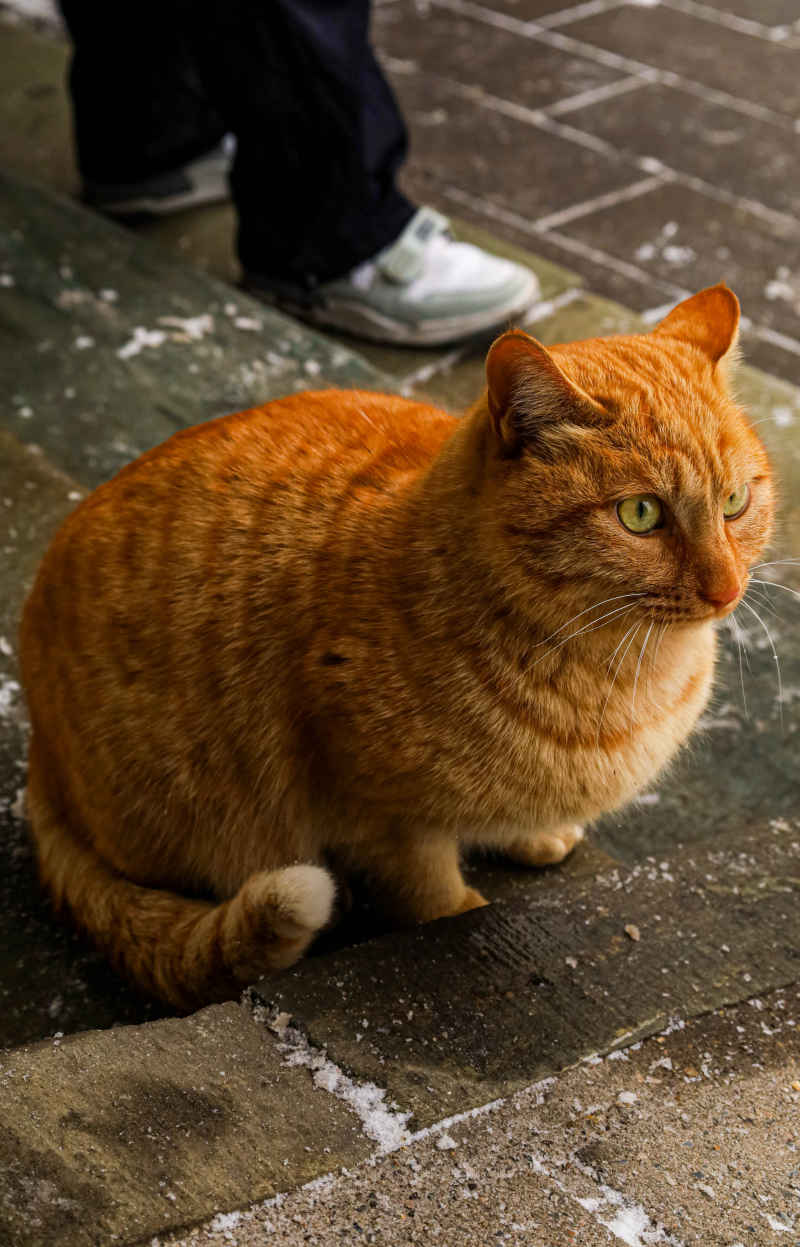 景山猫