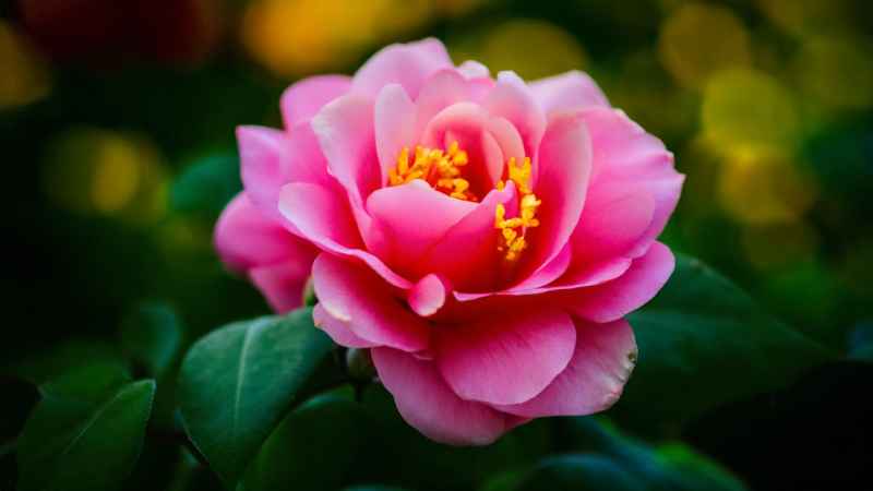 鲜花 31