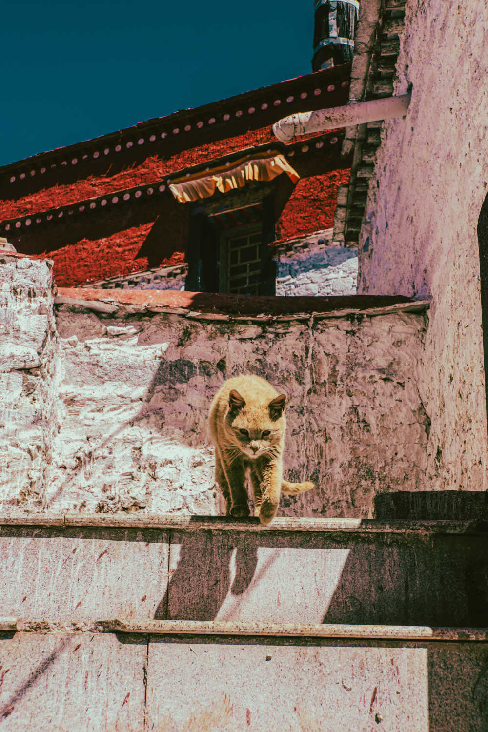 在寺庙中虎视眈眈的猫