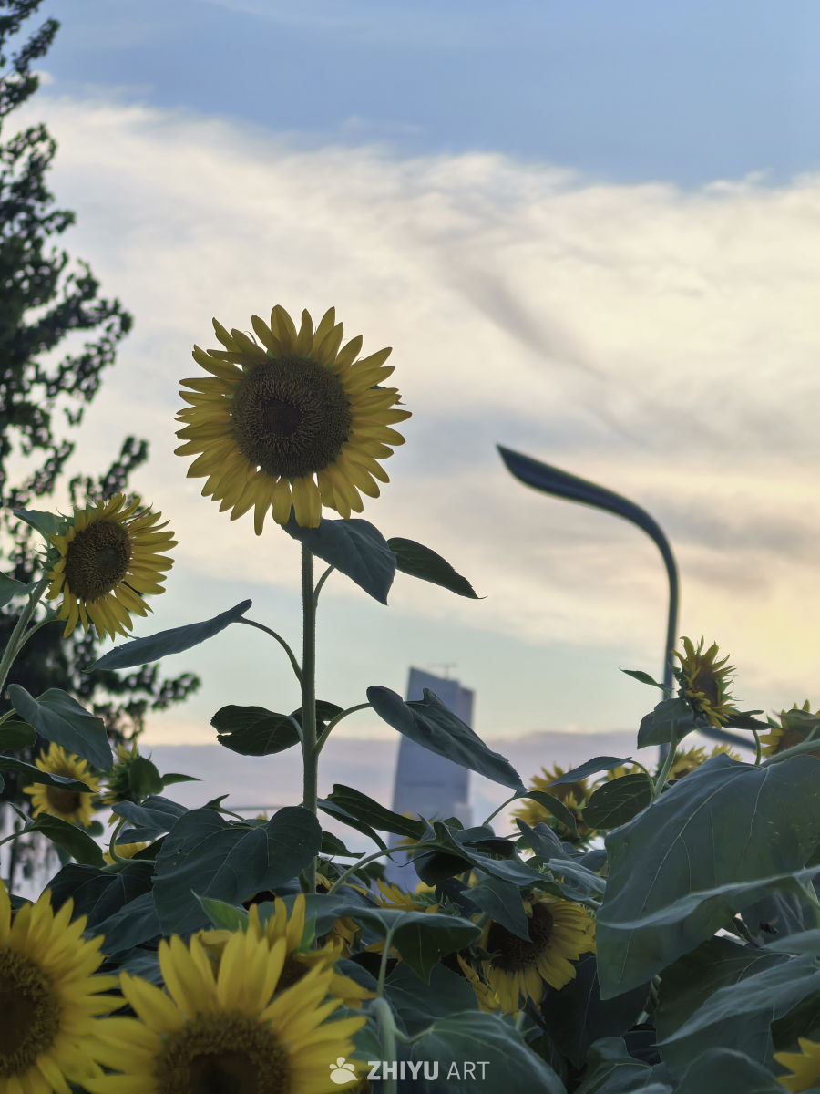 愿我们像向日葵一样，永远阳光明亮✨
