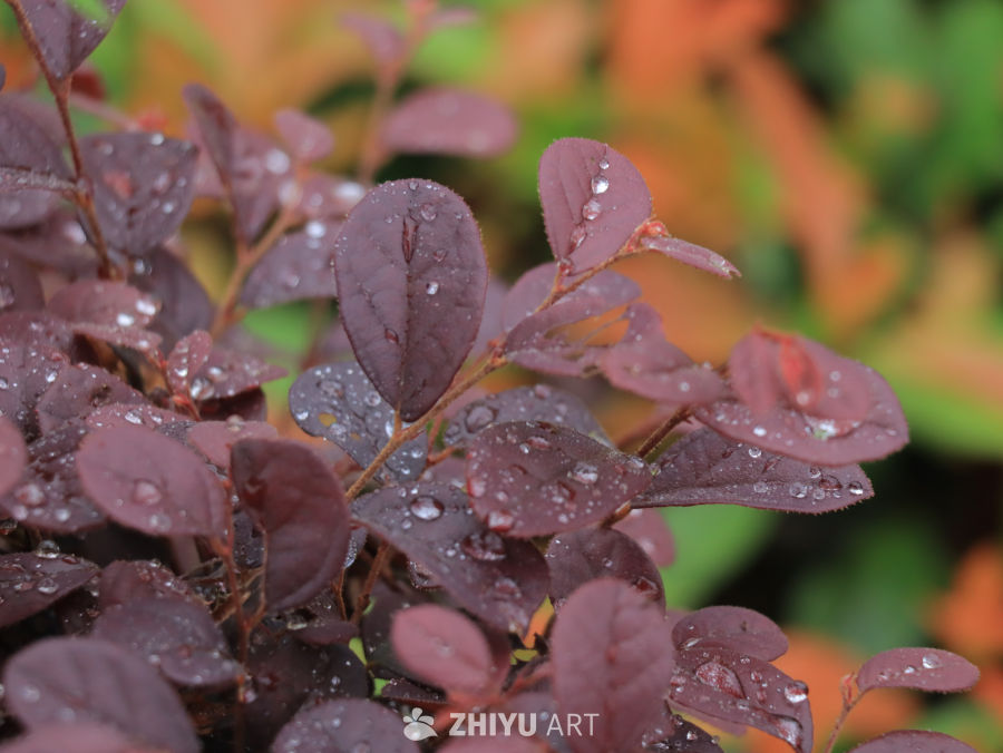 雨后的绿色紫色叶片