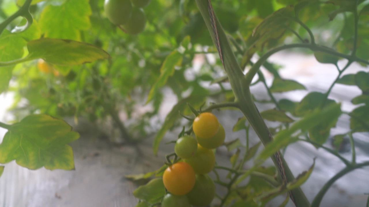 温室里的番茄